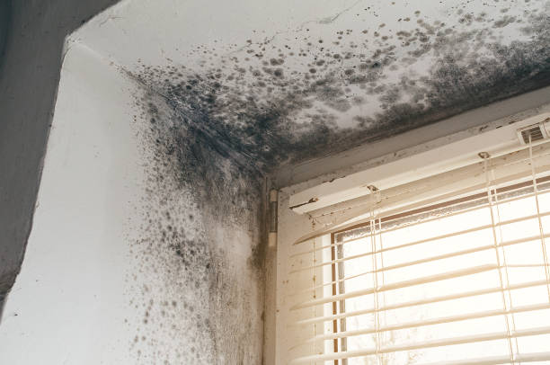 Affordable Attic Mold Removal solutions in Salem, OR